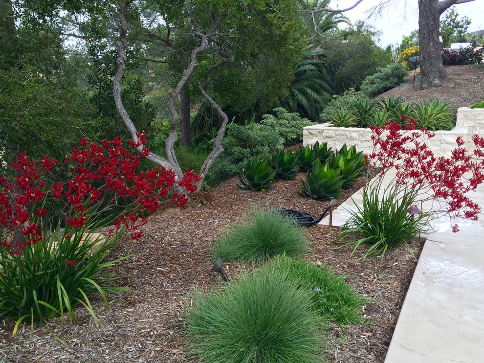 サンディエゴにある巨大なコンテンポラリースタイルのおしゃれな裏庭 (ゼリスケープ、日向、マルチング舗装、コンテナガーデン) の写真