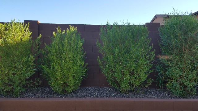 Dodonaea viscosa_Hopseed Bush - Transitional - Garden - Phoenix - by MTH  Design Group | Houzz IE
