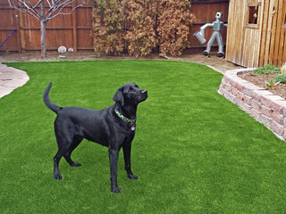 8 Backyard Ideas for Dogs - Dog-Friendly Landscapes