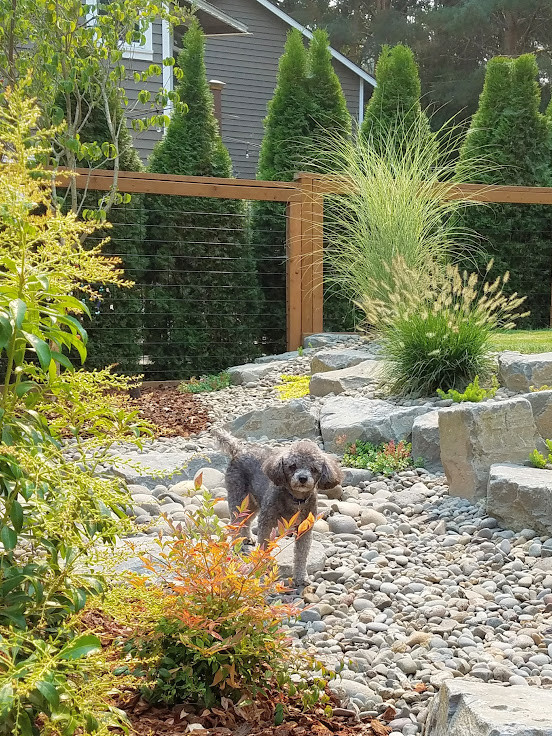 Photo of a mid-sized traditional drought-tolerant and full sun backyard stone retaining wall landscape in Portland for summer.