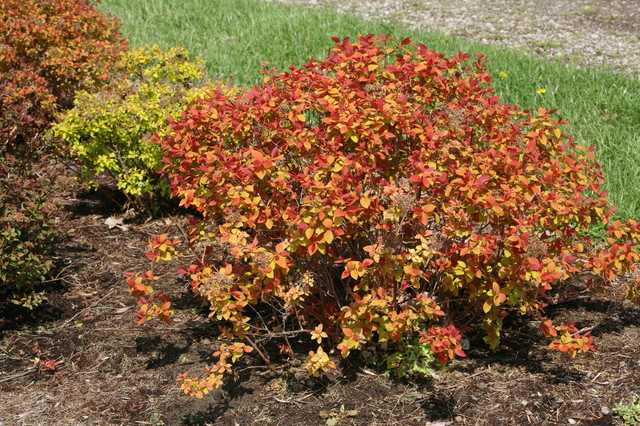 Double Play® Big Bang Spirea - Traditional - Garden - Chicago - by Proven  Winners | Houzz IE