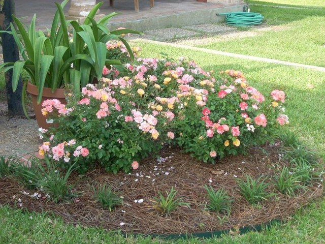 drift roses in landscape