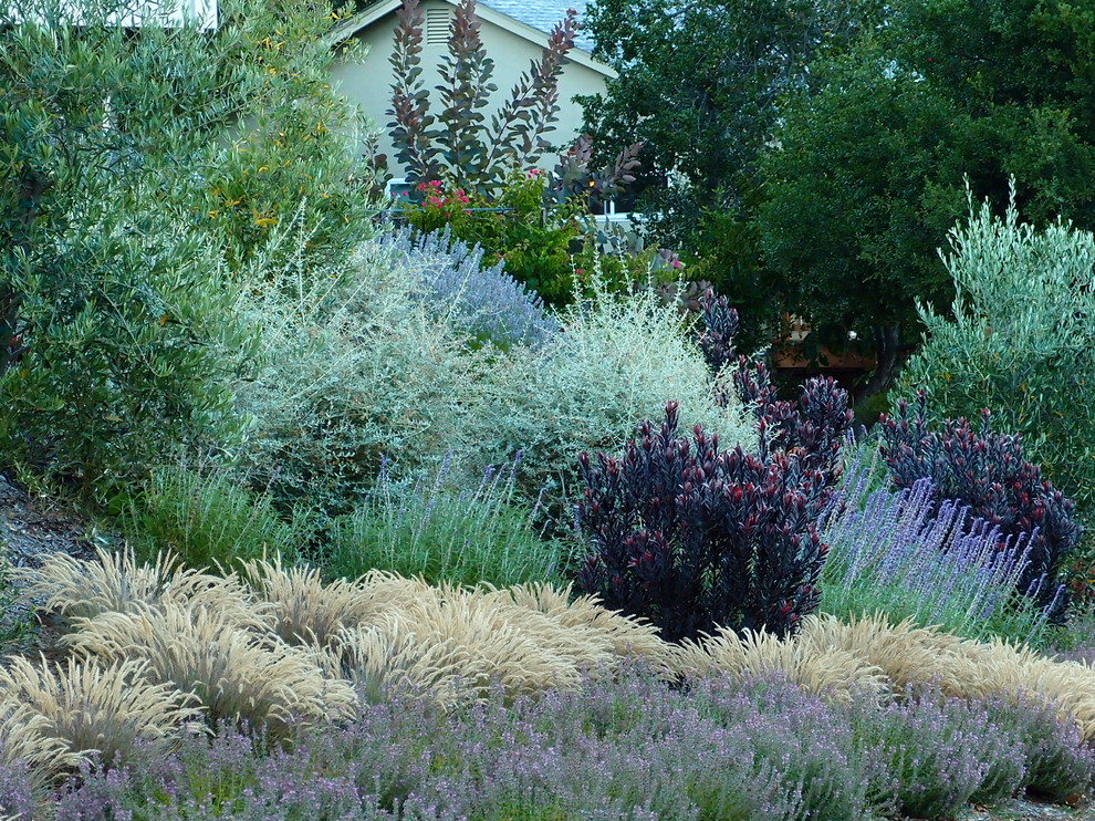 サンフランシスコにある地中海スタイルのおしゃれな庭の写真