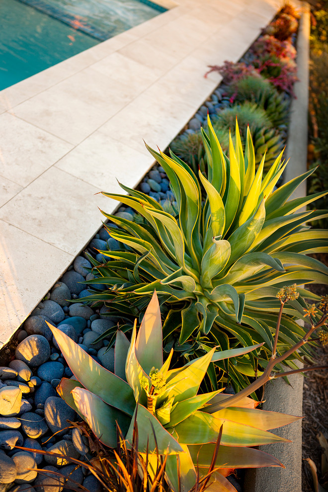 Photo of a mid-sized contemporary drought-tolerant and full sun backyard stone water fountain landscape in Los Angeles.