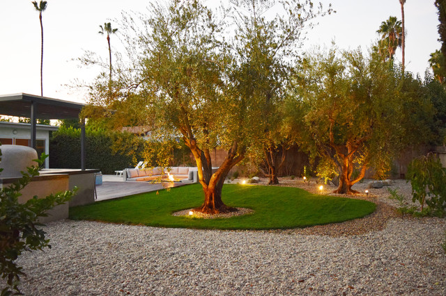 Olive Trees, Olive Tree Landscaping