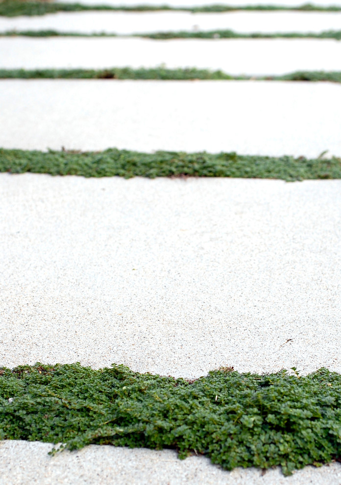 Esempio di un giardino xeriscape minimalista esposto in pieno sole di medie dimensioni e davanti casa in estate con un ingresso o sentiero e pavimentazioni in cemento