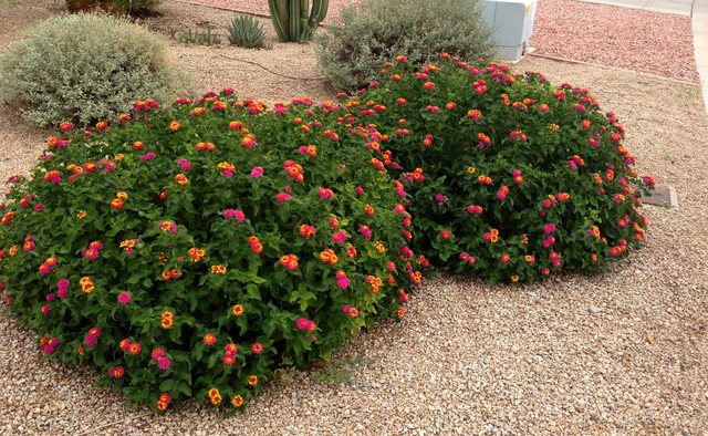 Give Wildlife And Your Garden A Colorful Boost With Lantana Plant