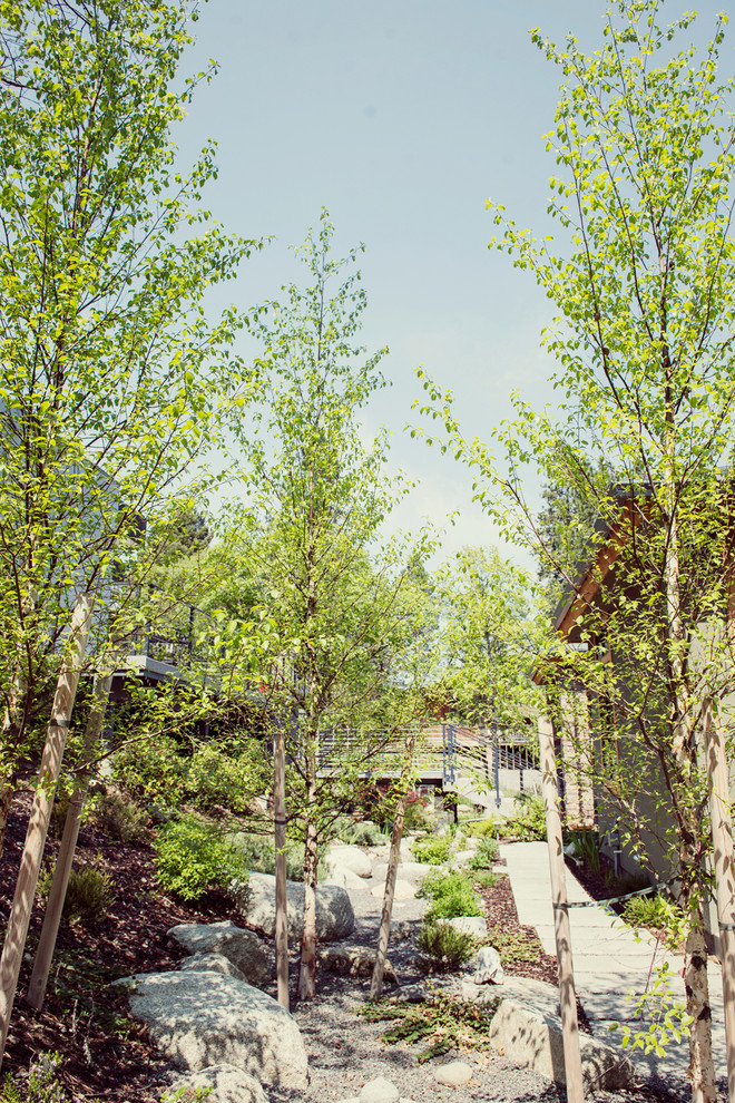 Foto di un giardino minimalista esposto a mezz'ombra nel cortile laterale e di medie dimensioni con pavimentazioni in cemento e un ingresso o sentiero