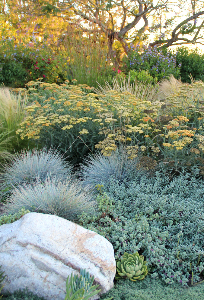 This is an example of a contemporary back full sun garden in Los Angeles.