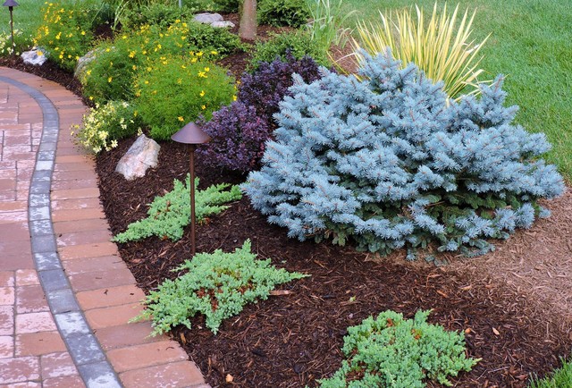 dwarf blue spruce in landscape