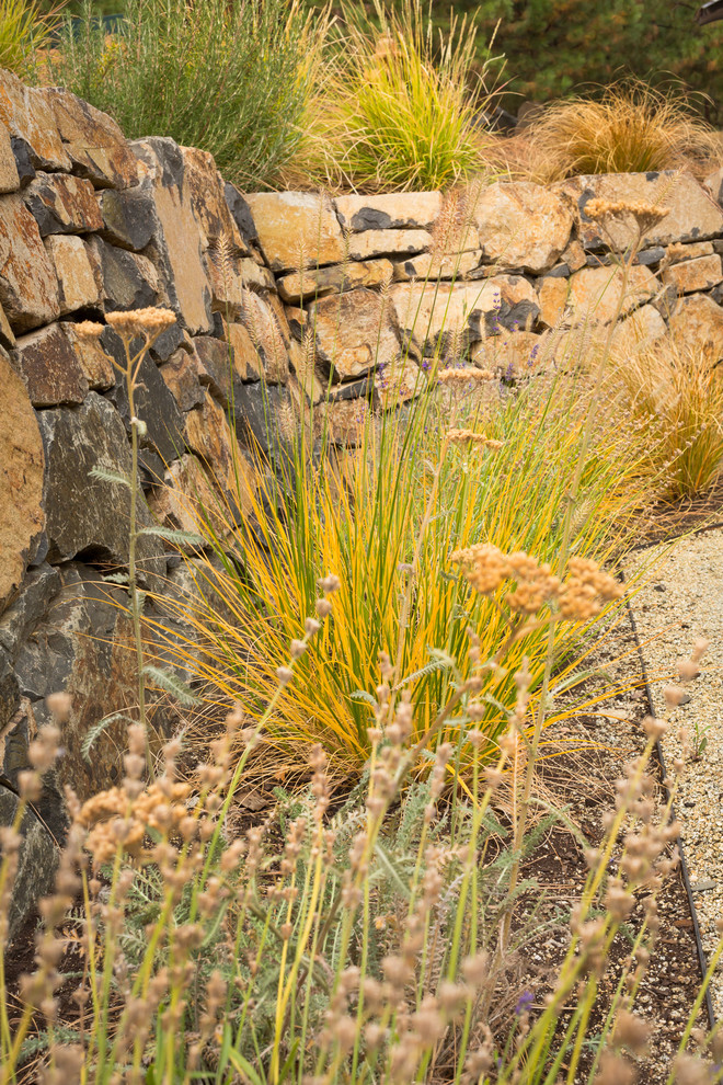 Dwarf Fountain Grass in Fall Traditional Landscape Other by