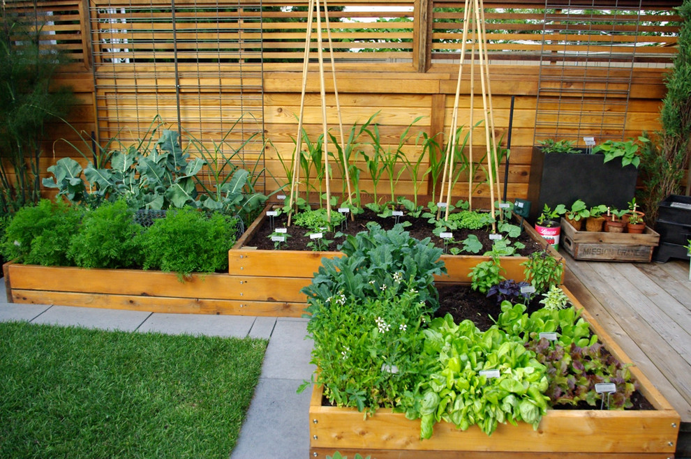 Design ideas for a contemporary vegetable garden landscape in Vancouver with decking.