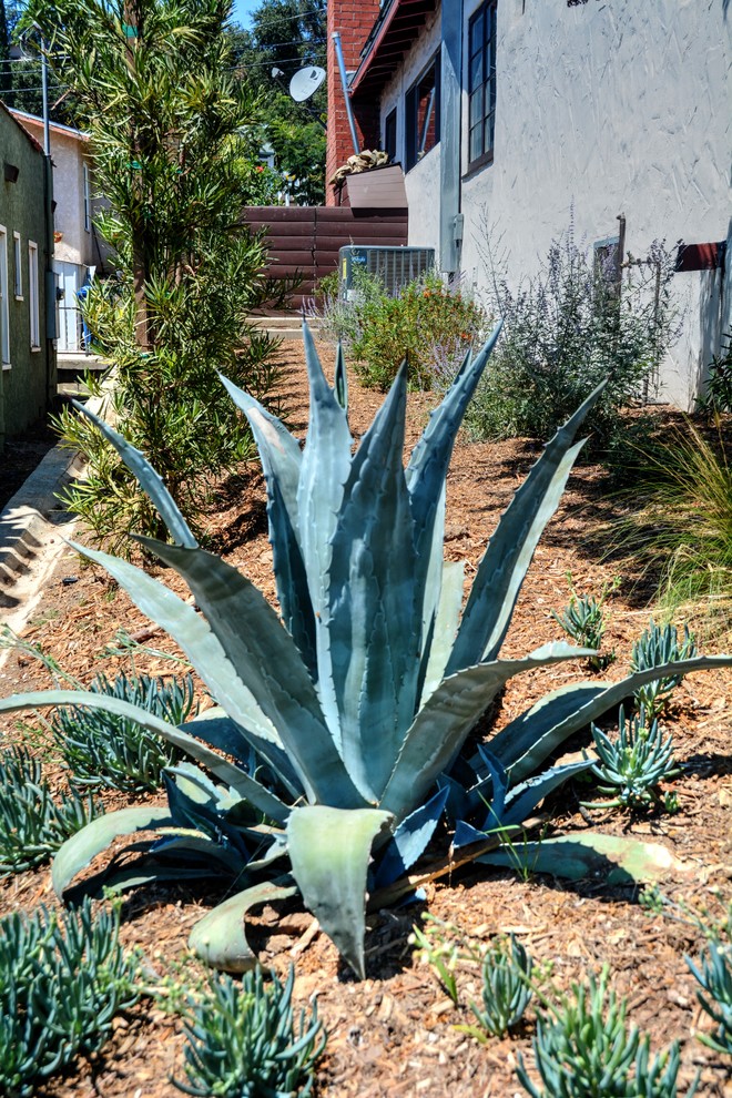 Medium sized contemporary front xeriscape full sun garden for summer in Los Angeles with mulch.