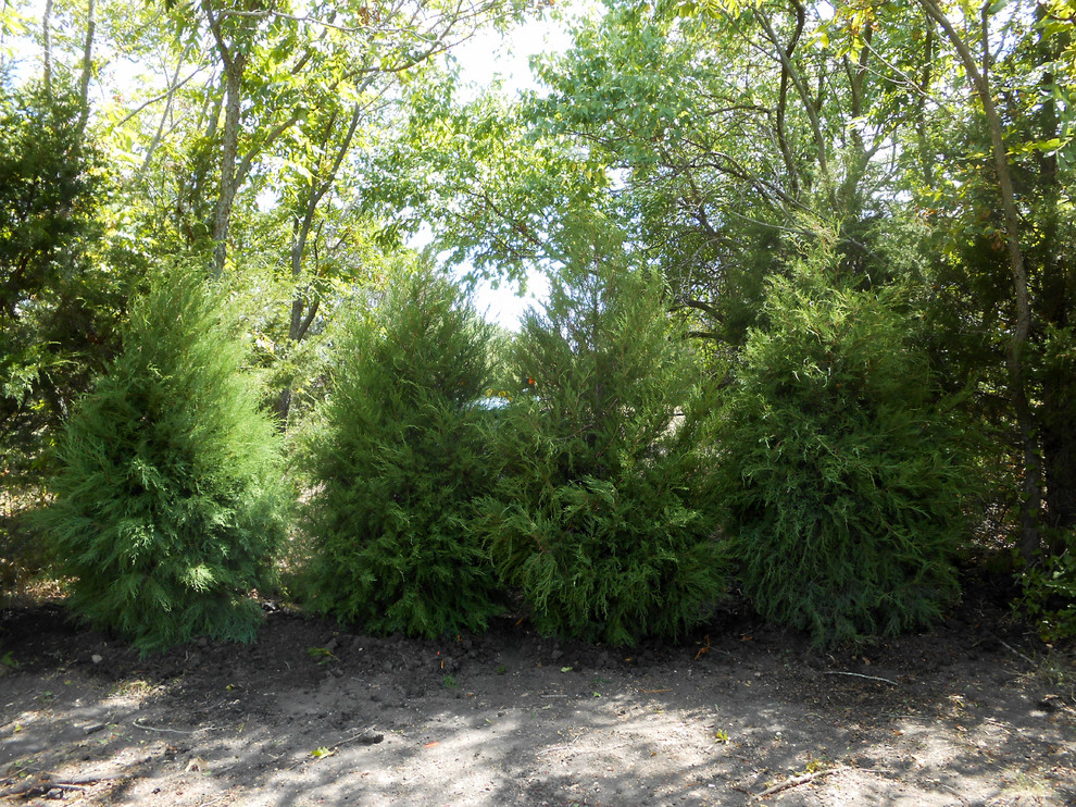 Eastern Red Cedar's used in Natural landscape design - Rustic