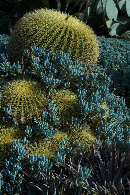 Cactus barril dorado y otras suculentasCactus barril dorado y otras suculentas  