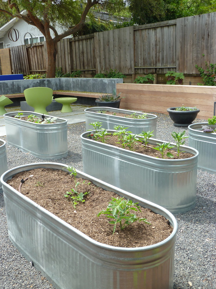 Photo of a mid-sized contemporary backyard gravel vegetable garden landscape in San Francisco.