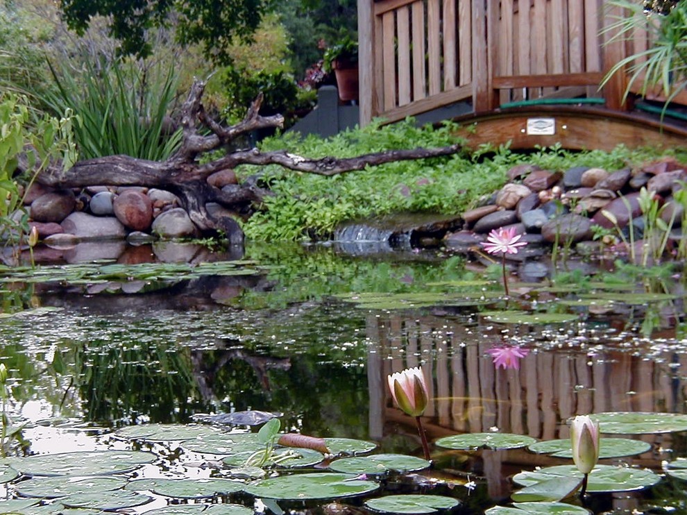 Ecosystem Ponds, Water Garden Ideas for Your Austin, Central Texas