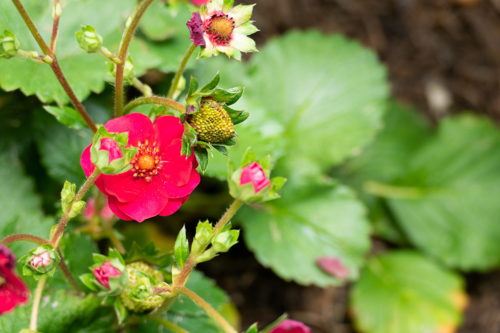 Edible Landscapes Farmhouse Landscape Santa Barbara By Sweet Smiling Landscapes Houzz