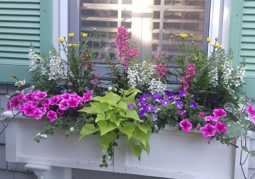 Geometrischer, Halbschattiger Klassischer Vorgarten im Sommer mit Kübelpflanzen in Boston