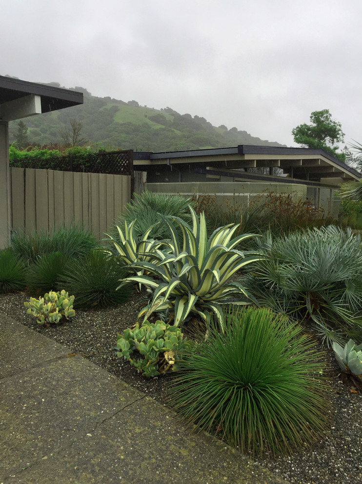 Mittelgroßer, Schattiger Moderner Garten in San Francisco