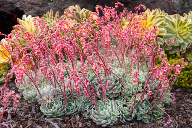 10 Spectacular Flowering Succulents