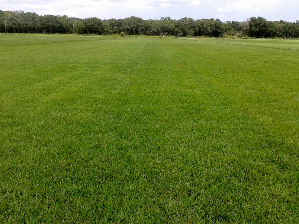 Empire Zoysia Field Clásico Jardín de Council Growers Sod Farm