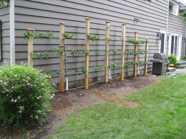 Espalier Fruit Tree Structure Klassisch Garten New York Von Land Design Inc Houzz