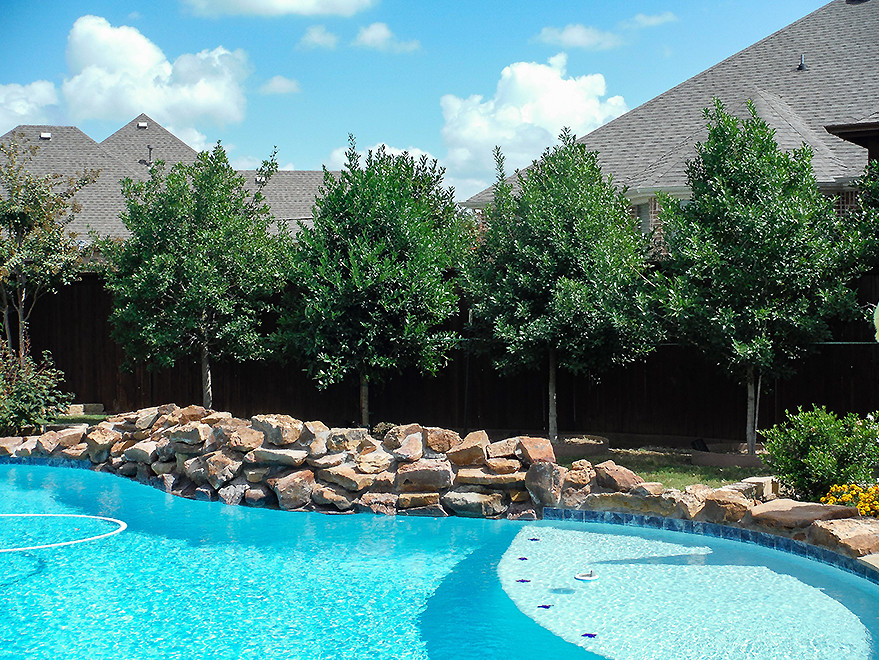 Evergreen Trees & Shrubs Landscape Dallas by Treeland Nursery Houzz