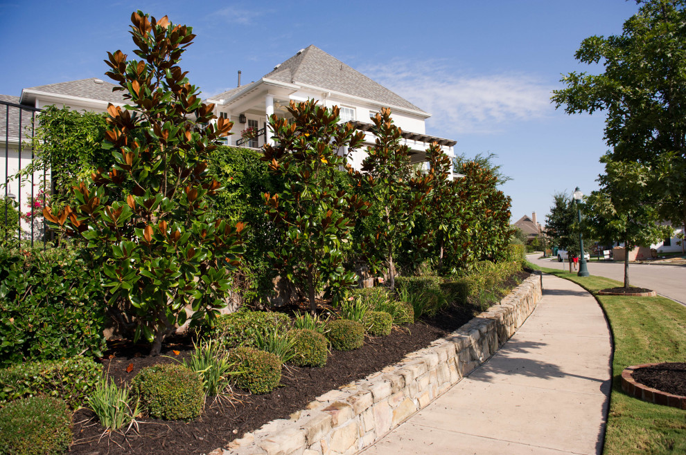 Evergreen Trees & Shrubs Landscape Dallas by Treeland Nursery Houzz