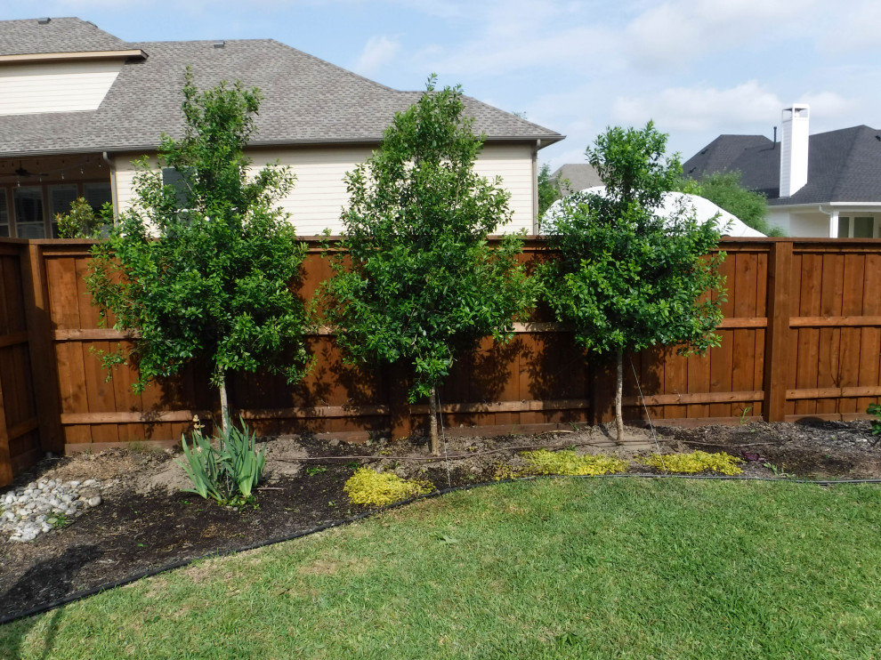 Evergreen Trees & Shrubs Landscape Dallas by Treeland Nursery Houzz