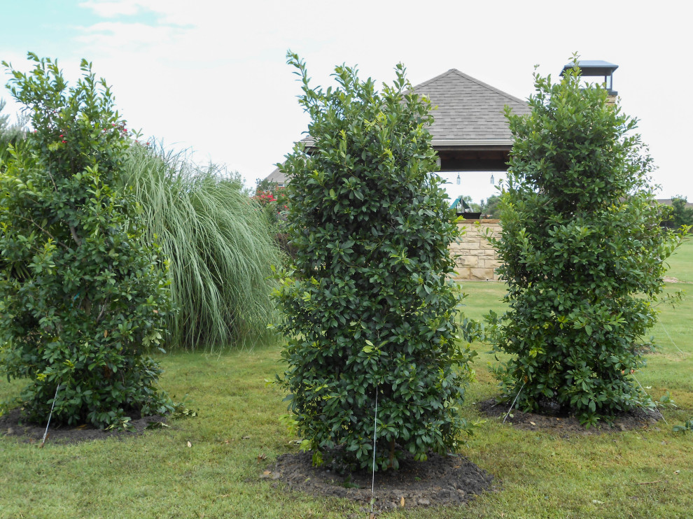 Evergreen Trees & Shrubs Landscape Dallas by Treeland Nursery Houzz