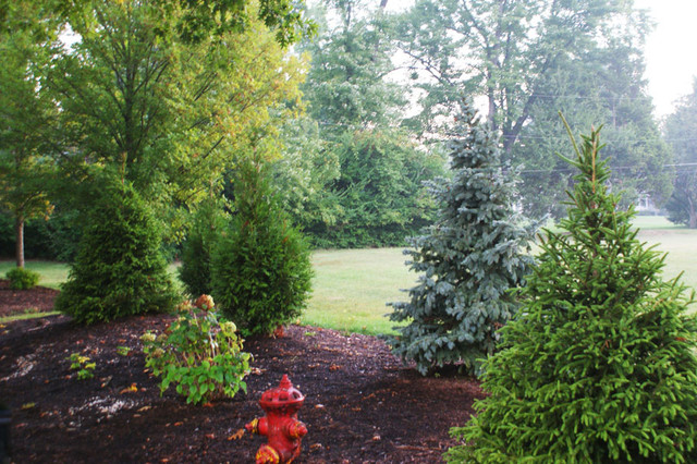 Evergreen Trees Traditional Garden St Louis by Elevate