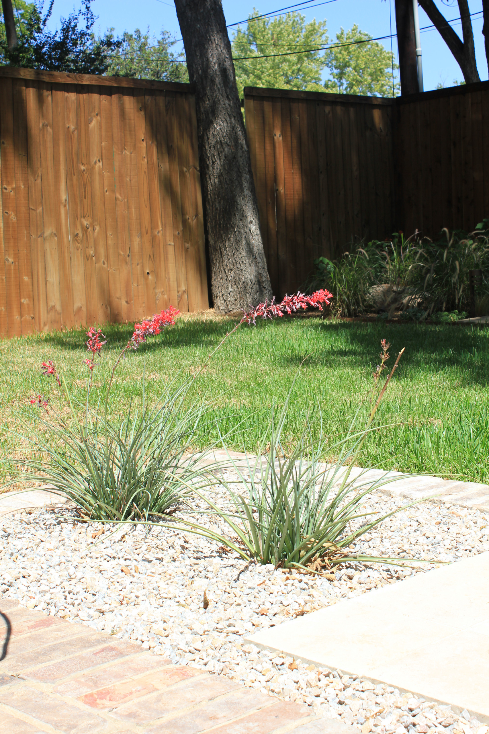 dfw patio design on Dallas Xeriscape Houzz