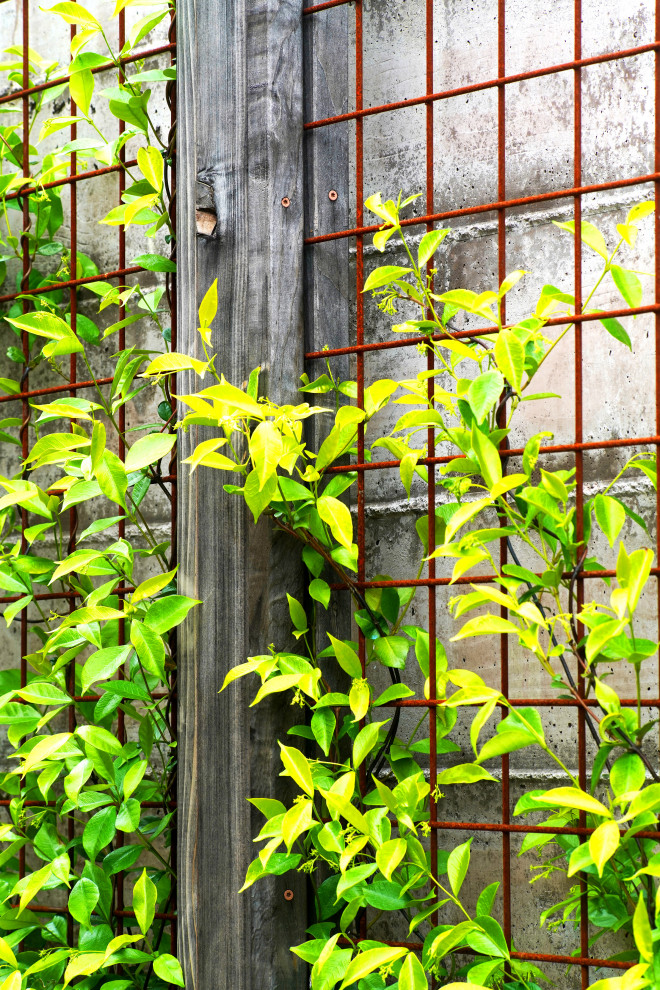 Foto di un grande giardino xeriscape minimalista esposto a mezz'ombra davanti casa con pacciame