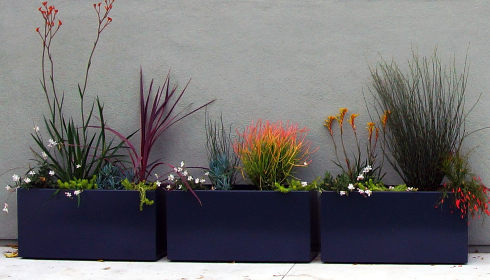 Kleiner Moderner Garten im Innenhof im Sommer mit Kübelpflanzen in San Francisco