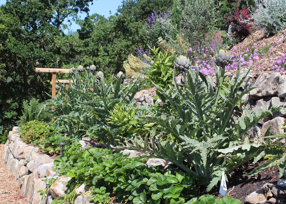 Inspiration for a large modern backyard gravel vegetable garden landscape in San Francisco.