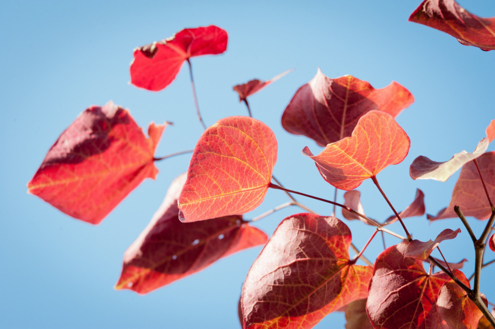 Fall Color Eastern Redbud Mediterranean Landscape Los Angeles By Formla Landscaping Houzz