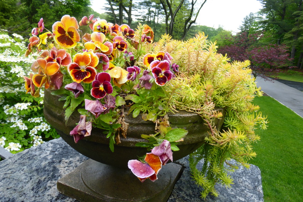 Ispirazione per un giardino formale tradizionale esposto in pieno sole di medie dimensioni in autunno con un giardino in vaso
