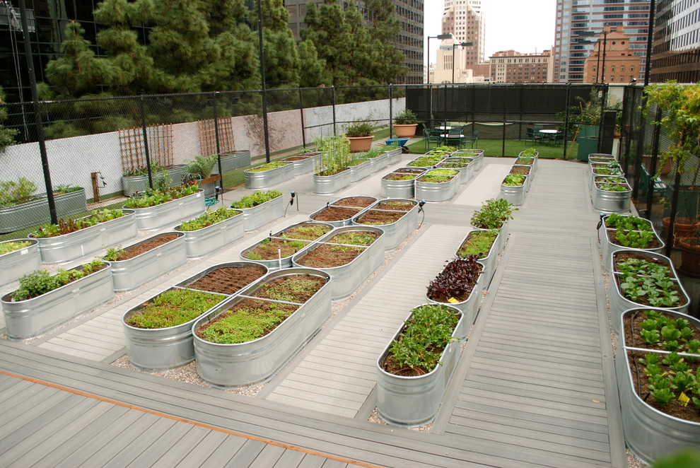 Moderner Garten mit direkter Sonneneinstrahlung und Dielen in Los Angeles