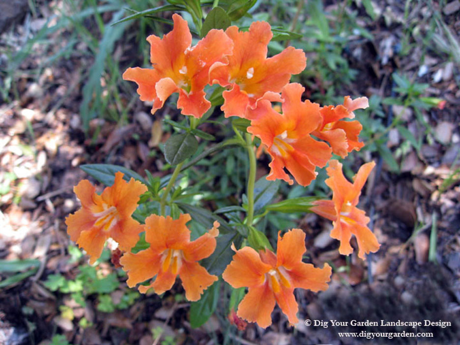Favorite CA Native Plants Mediterranean Landscape San Francisco by Dig Your Garden