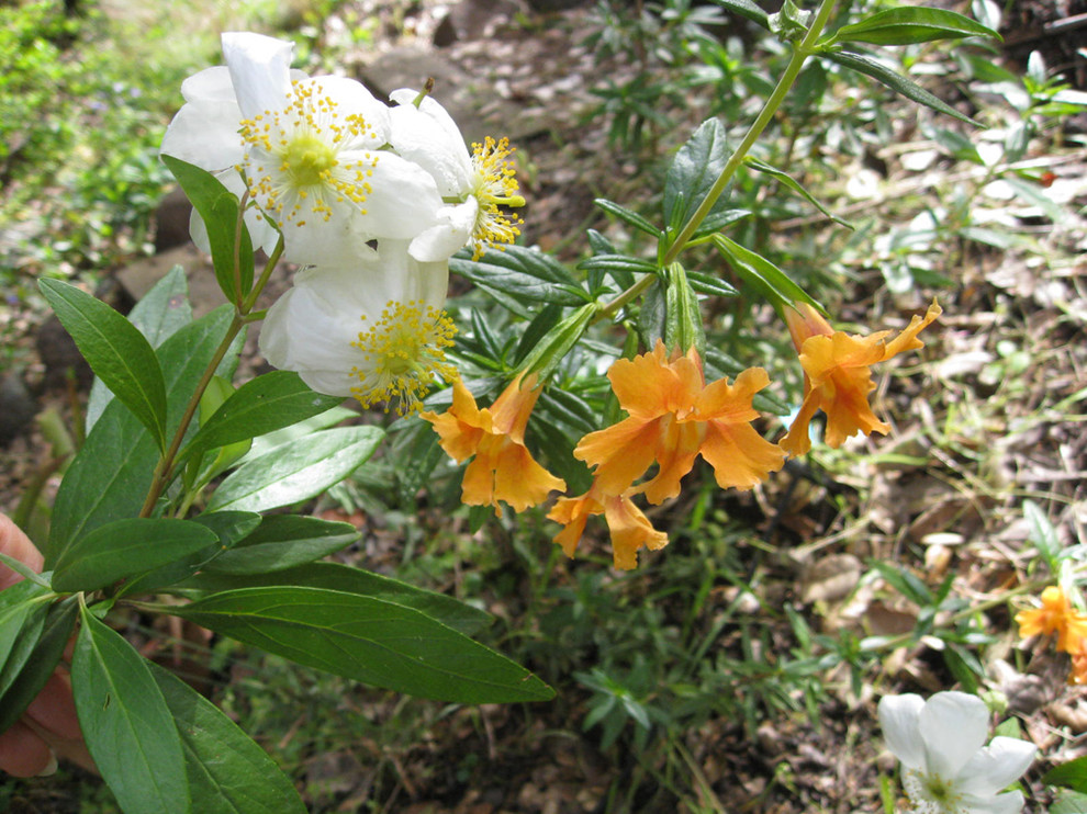 Favorite California Native Plants I Design With in No. CA Mediterranean Landscape San