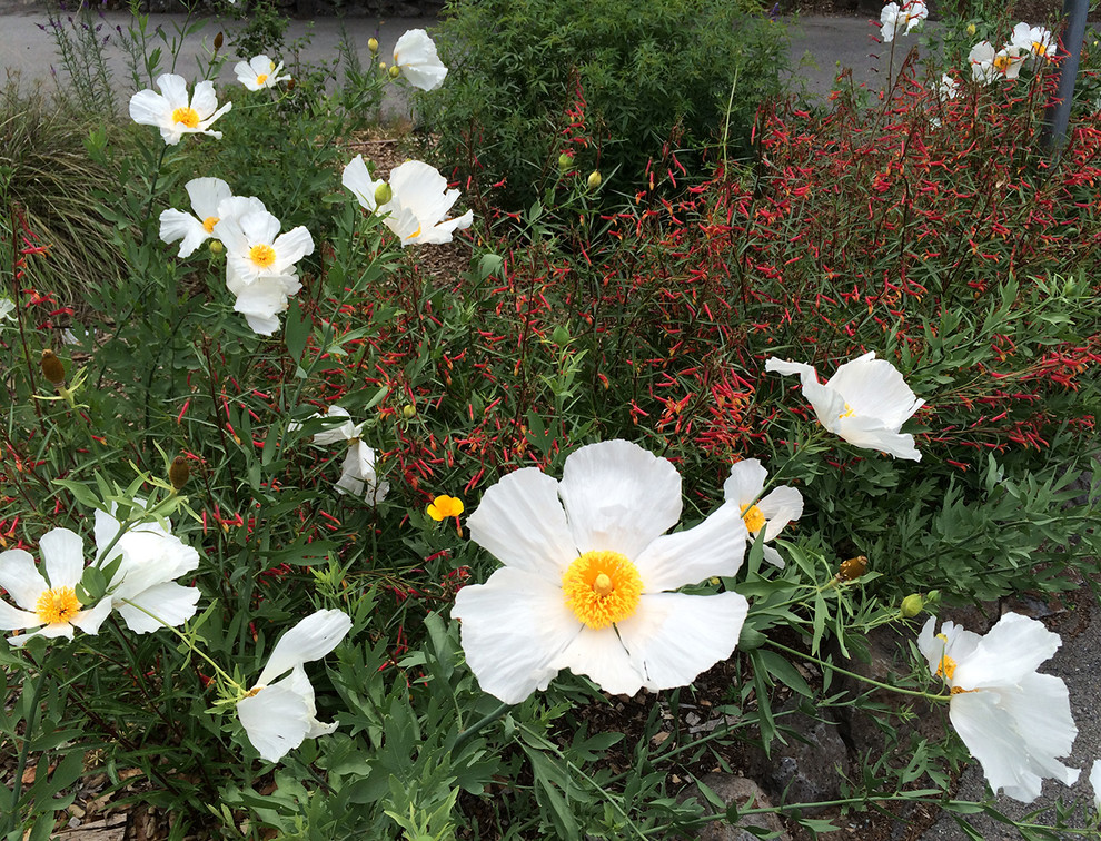 Favorite California Native Plants I Design With in Northern CA Mediterranean Landscape San