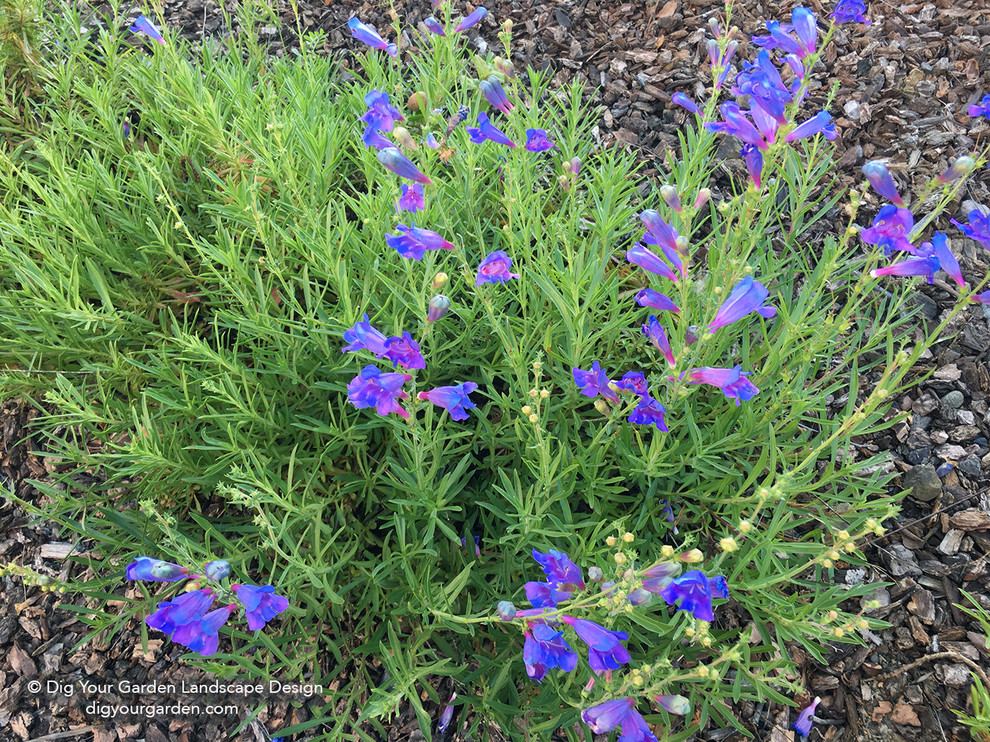 Favorite California Native Plants I Design With In Northern Ca Mediterranean Landscape San Francisco By Dig Your Garden Houzz - Northern California Native Plants For The Garden Favorite California Native Plants I Design With In Northern Ca Mediterranean Landscape San Francisco By Dig Your Garden Houzz - Northern California Native Plants For The Garden