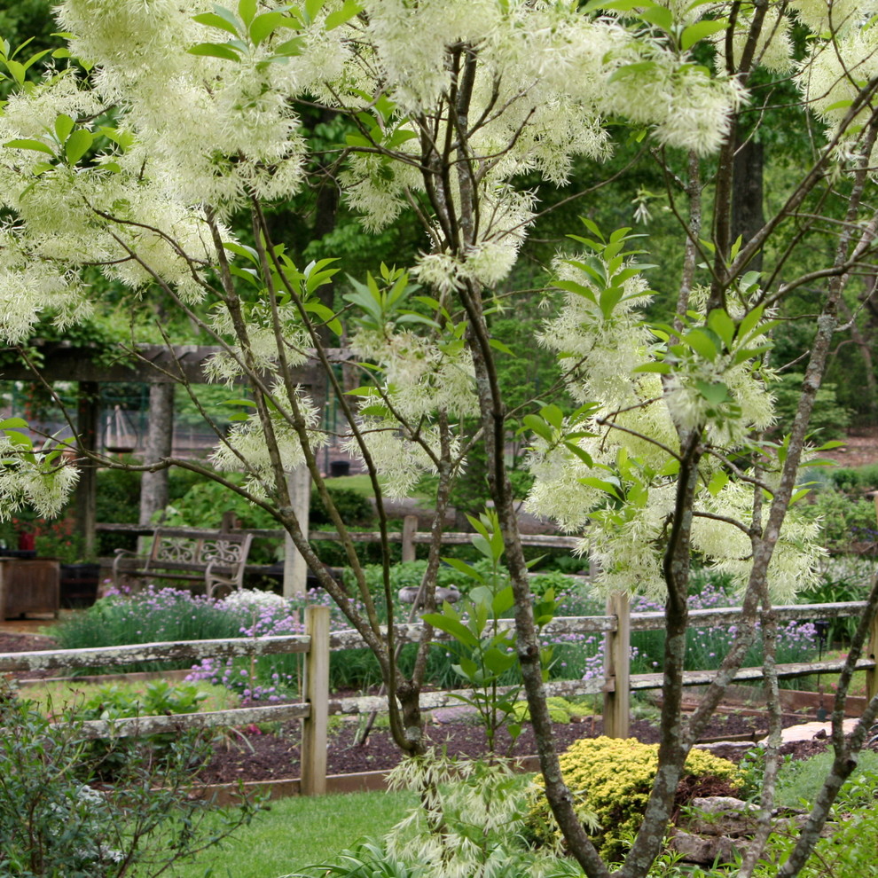 Idées déco pour un jardin classique au printemps avec une exposition partiellement ombragée.
