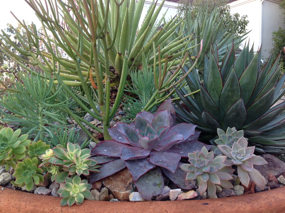 This is an example of a contemporary garden in Orange County.