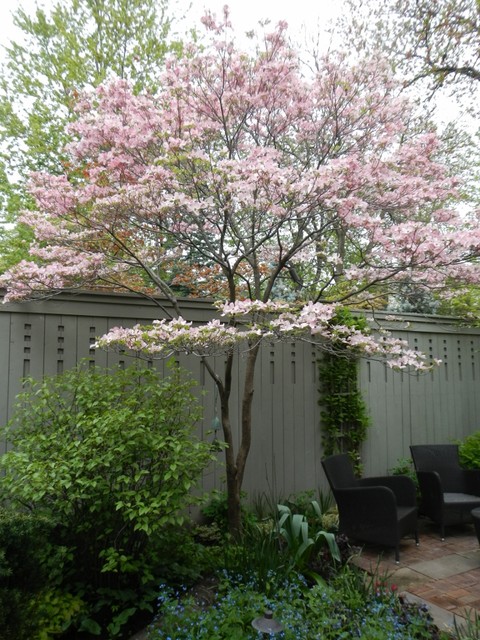 10 Trees That Work in a Small Garden | Houzz IE