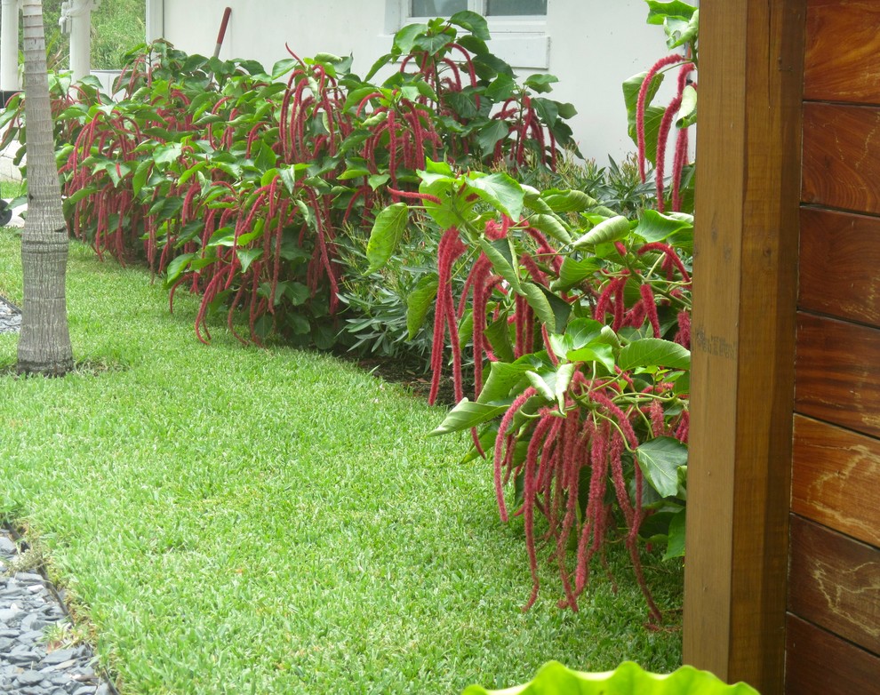マイアミにあるトロピカルスタイルのおしゃれな前庭の写真
