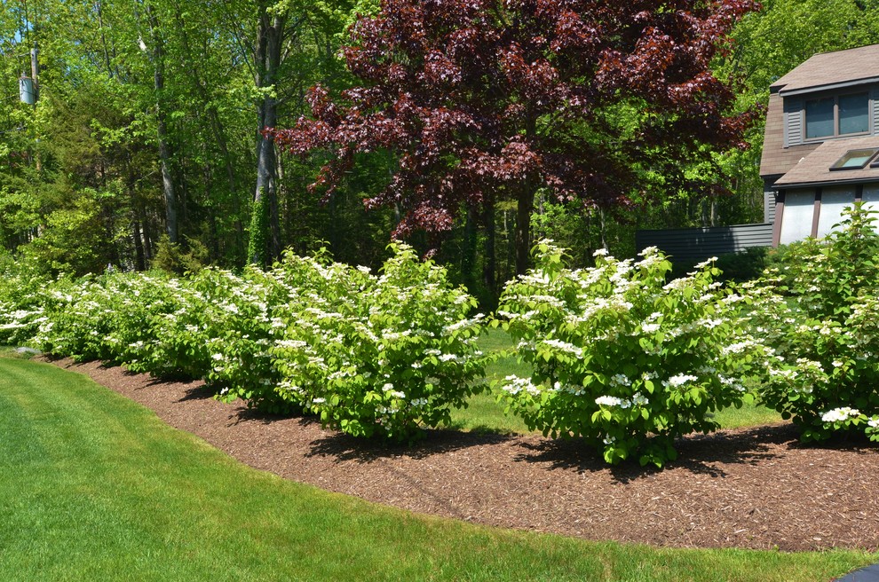 Flowering Viburnums Traditional Landscape Portland Maine by CL