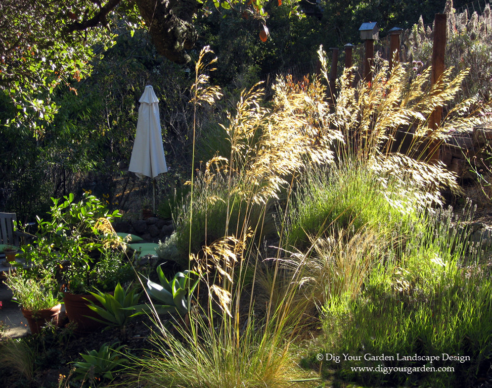 Свежая идея для дизайна: большой солнечный, осенний засухоустойчивый сад на склоне в средиземноморском стиле с хорошей освещенностью - отличное фото интерьера