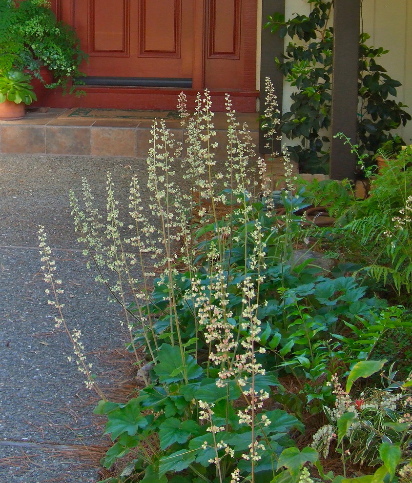 Photo of a small eclectic partial sun and drought-tolerant landscaping in San Francisco for spring.